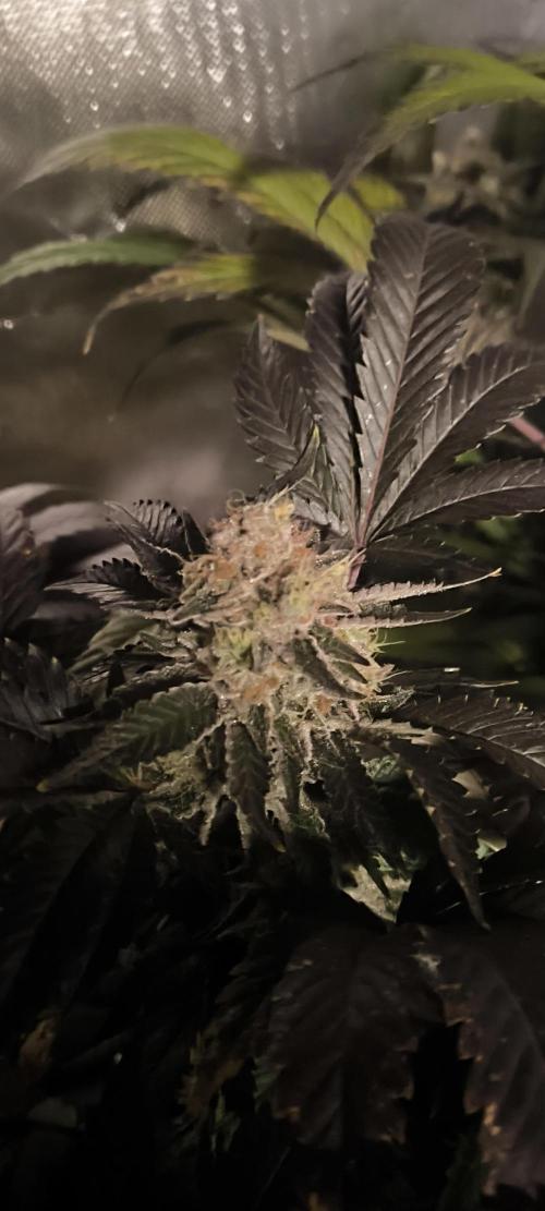 Gorilla Skittlez,Girl scout  Cookies. Week 12 - BT:54
Girl Scout Cookies