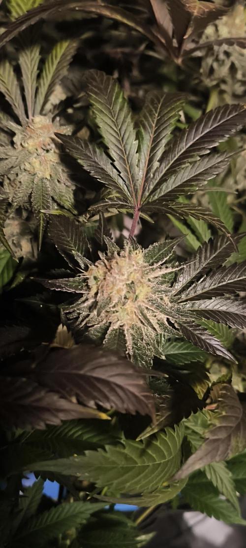 Gorilla Skittlez,Girl scout  Cookies. Week 12 - BT:54
Girl Scout Cookies