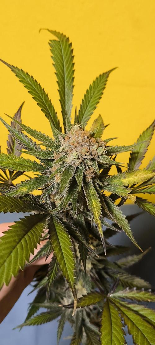 Gorilla Skittlez,Girl scout  Cookies. Week 13 - Gorilla