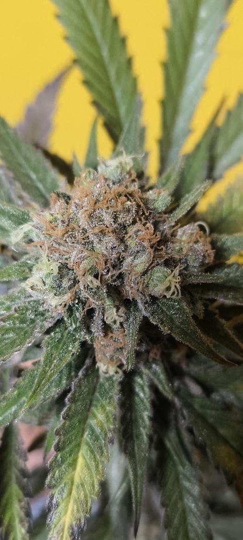 Gorilla Skittlez,Girl scout  Cookies. Week 13 - Gorilla