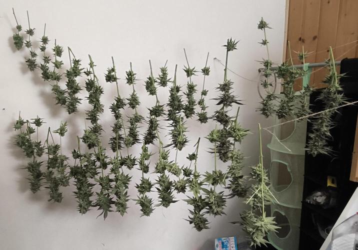 Gorilla Skittlez,Girl scout  Cookies. Week 13 - unten Girl Scout Cookies