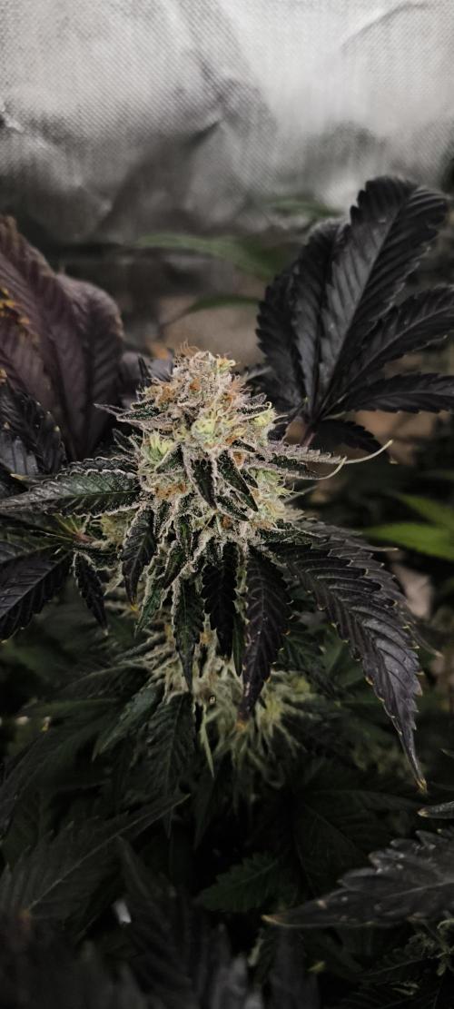 Gorilla Skittlez,Girl scout  Cookies. Week 13 - BT:55
Girl Scout Cookies