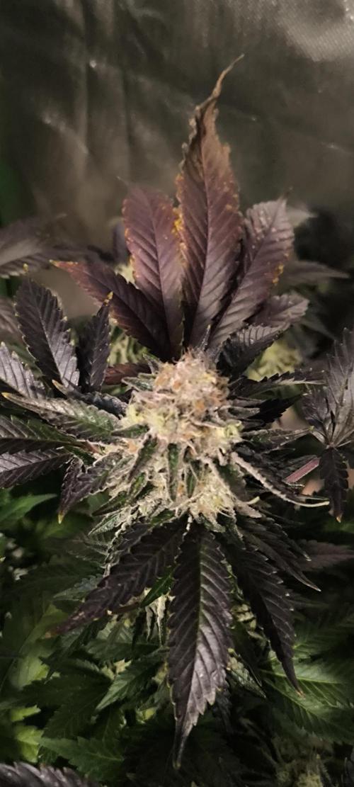 Gorilla Skittlez,Girl scout  Cookies. Week 13 - BT:55
Girl Scout Cookies