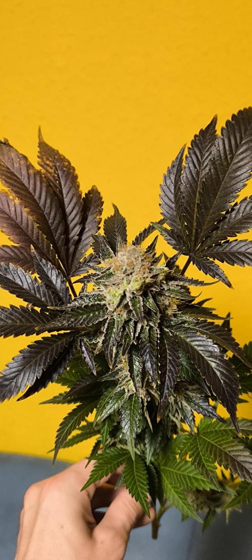 Gorilla Skittlez,Girl scout  Cookies. Week 13 - BT:55
Girl Scout Cookies