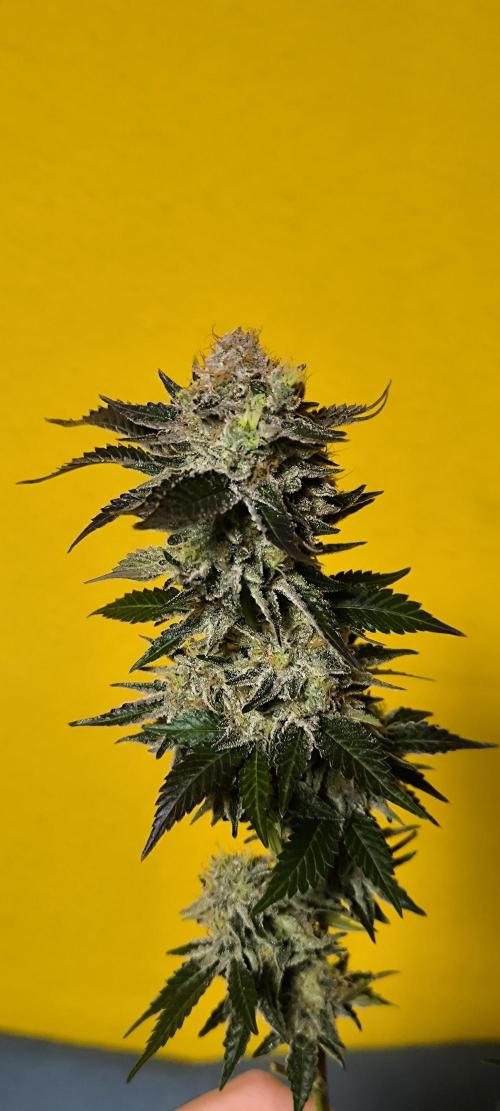 Gorilla Skittlez,Girl scout  Cookies. Week 13 - BT:55
Girl Scout Cookies