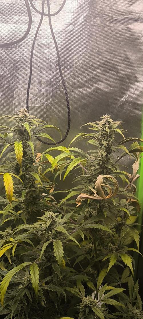 CBD Auto 20:1 Fast Buds. Week 10 - BT:34