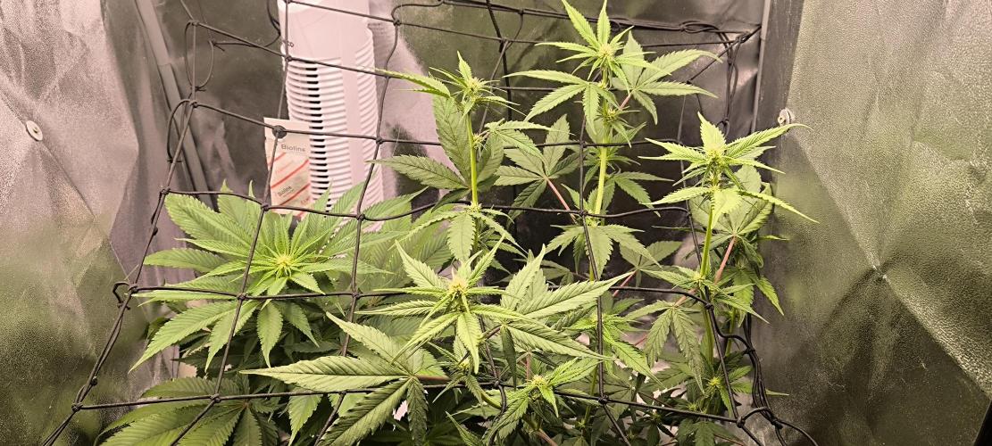 Sunday Punch Early Version. Week 9 - BT:17