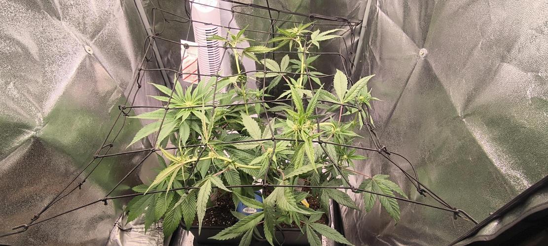 Sunday Punch Early Version. Week 9 - BT:17