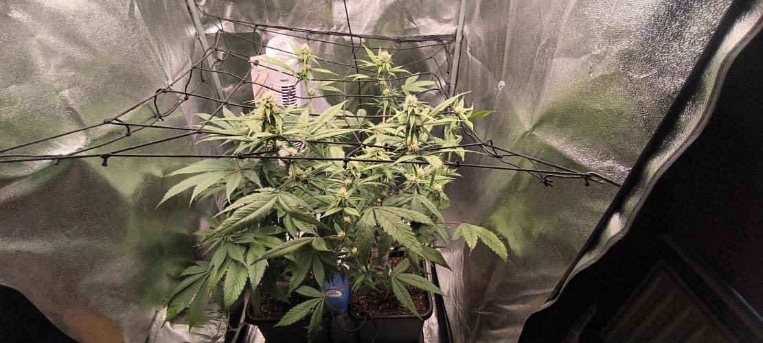 Sunday Punch Early Version. Week 10 - BT:24