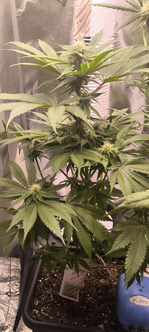 Sunday Punch Early Version. Week 10 - BT:24