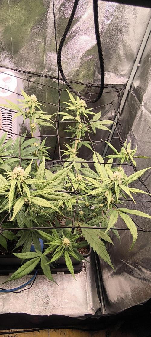 Sunday Punch Early Version. Week 10 - BT:24