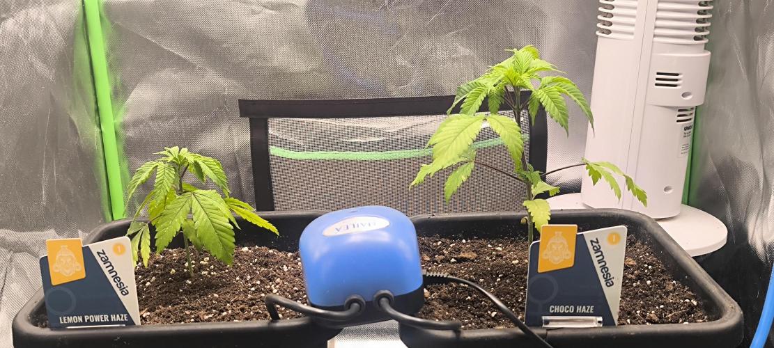 Lemon Power Haze,Choco Haze. Week 4 - Tag:27