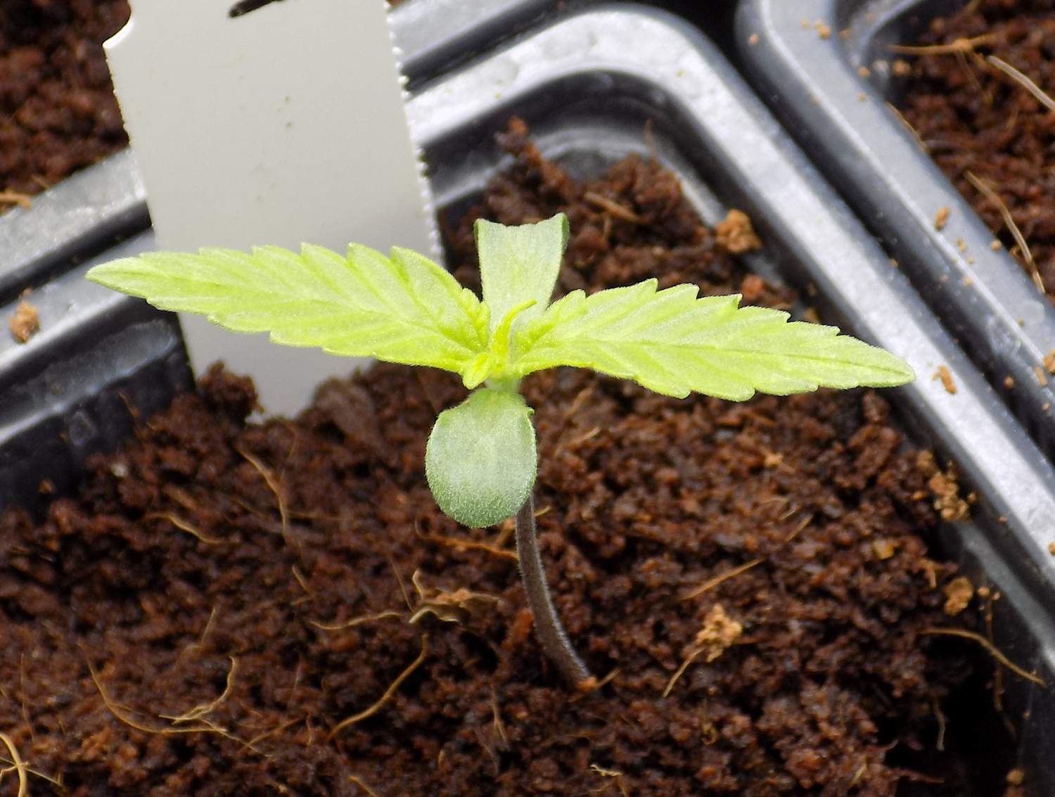 White Gorilla Haze, Strawberry kush, Wedding Cheesecake, Gelato420