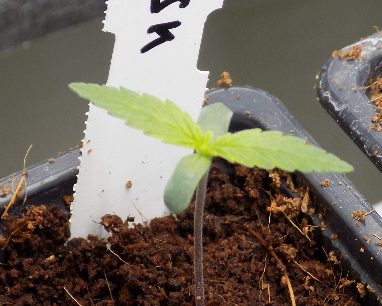 White Gorilla Haze, Strawberry kush, Wedding Cheesecake, Gelato420