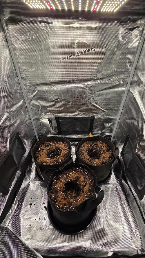 🍂 autumn #2 🍂. Week 1