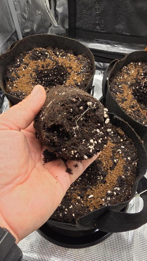 🍂 autumn #2 🍂. Week 1