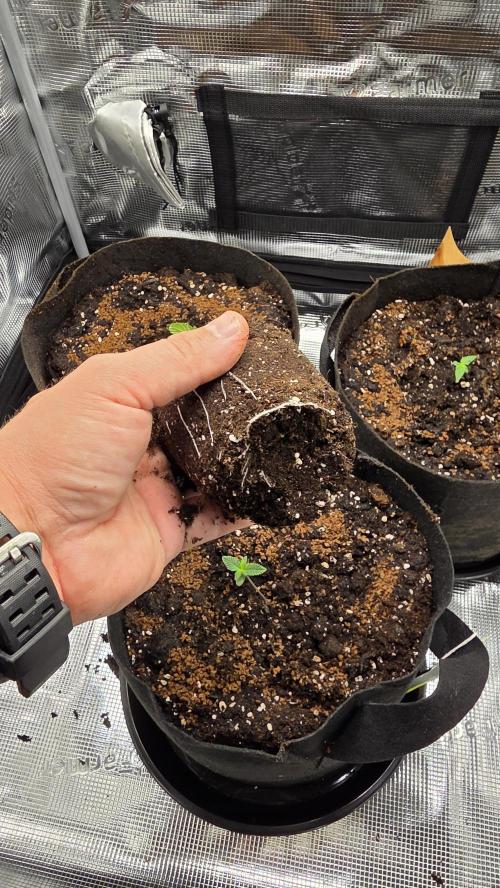 🍂 autumn #2 🍂. Week 1