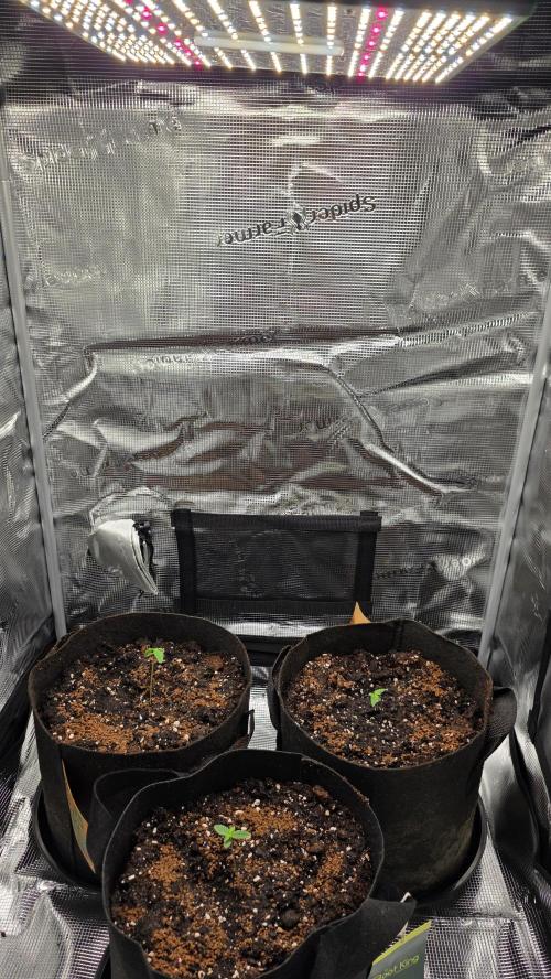 🍂 autumn #2 🍂. Week 1