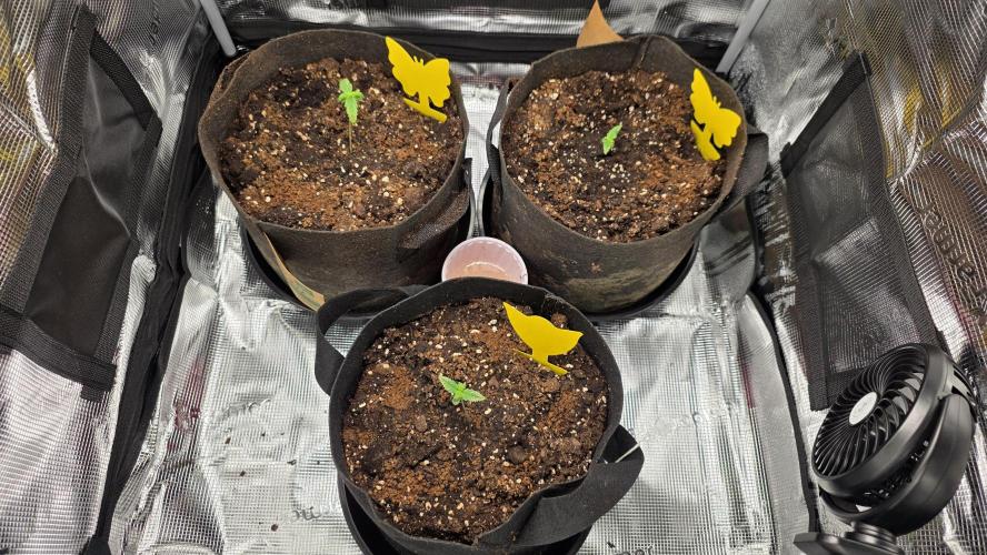 🍂 autumn #2 🍂. Week 1