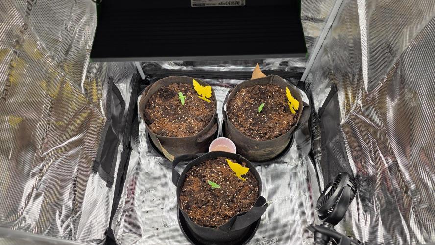 🍂 autumn #2 🍂. Week 1