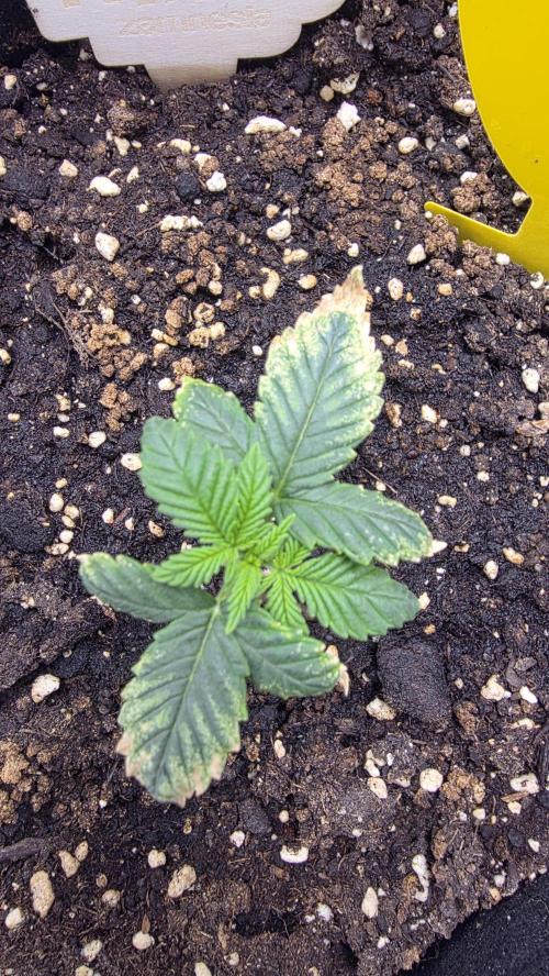 🍂 autumn #2 🍂. Week 2