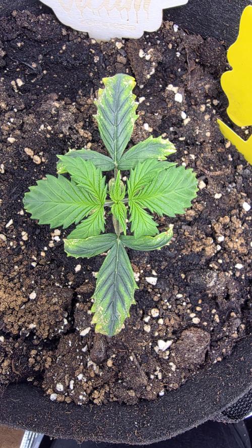 🍂 autumn #2 🍂. Week 2