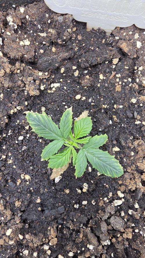 🍂 autumn #2 🍂. Week 2