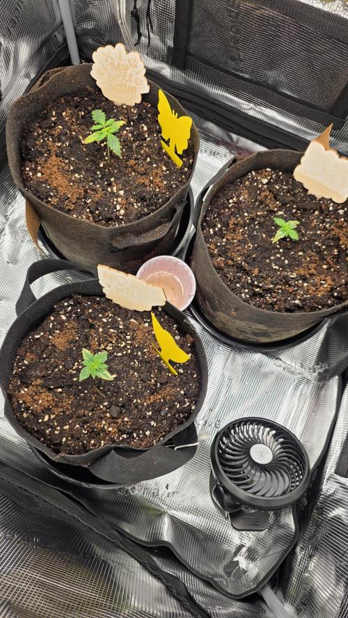 🍂 autumn #2 🍂. Week 2