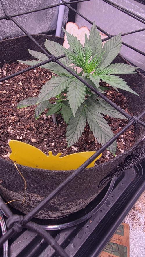 🍂 autumn #2 🍂. Week 4