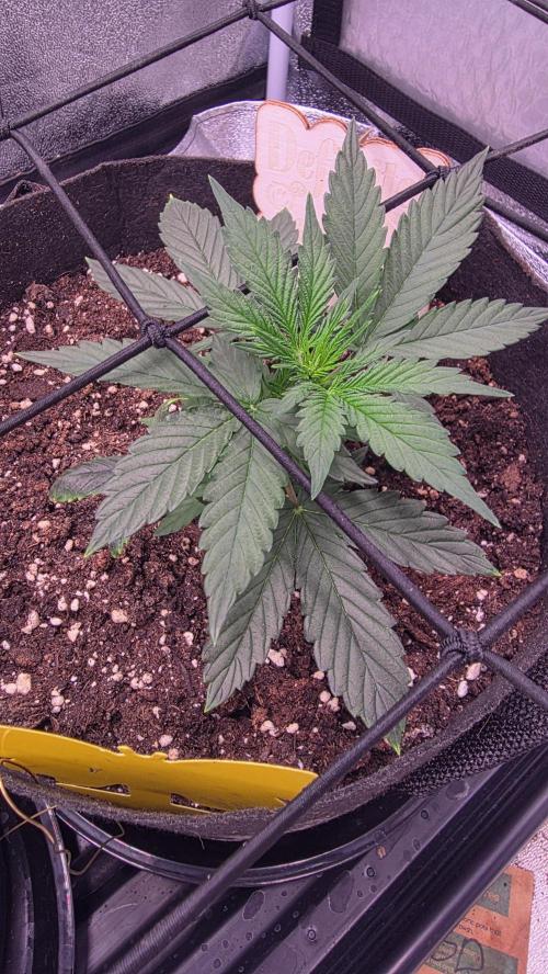 🍂 autumn #2 🍂. Week 4