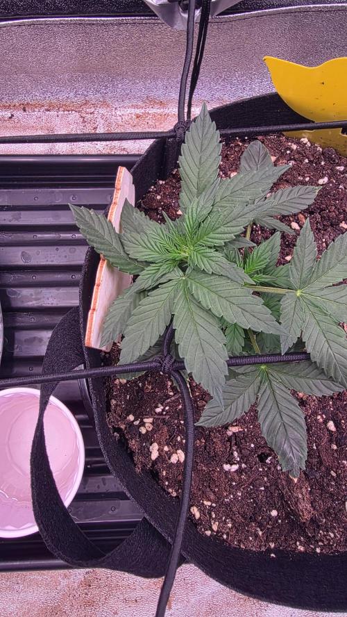 🍂 autumn #2 🍂. Week 4