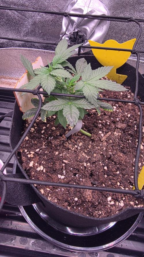 🍂 autumn #2 🍂. Week 4