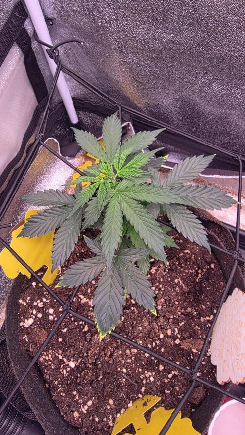 🍂 autumn #2 🍂. Week 4