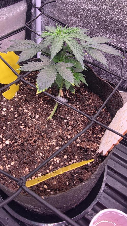 🍂 autumn #2 🍂. Week 4