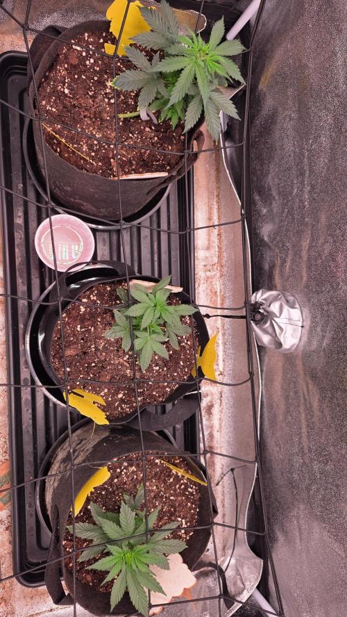 🍂 autumn #2 🍂. Week 4