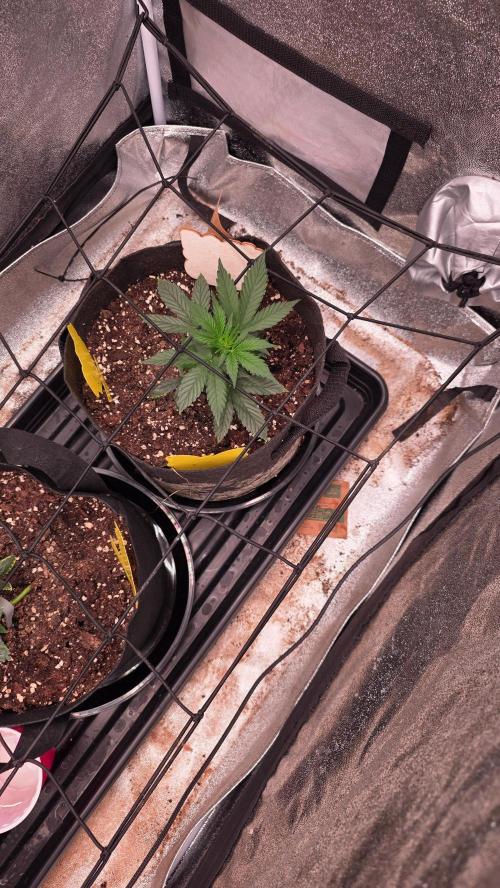 🍂 autumn #2 🍂. Week 4