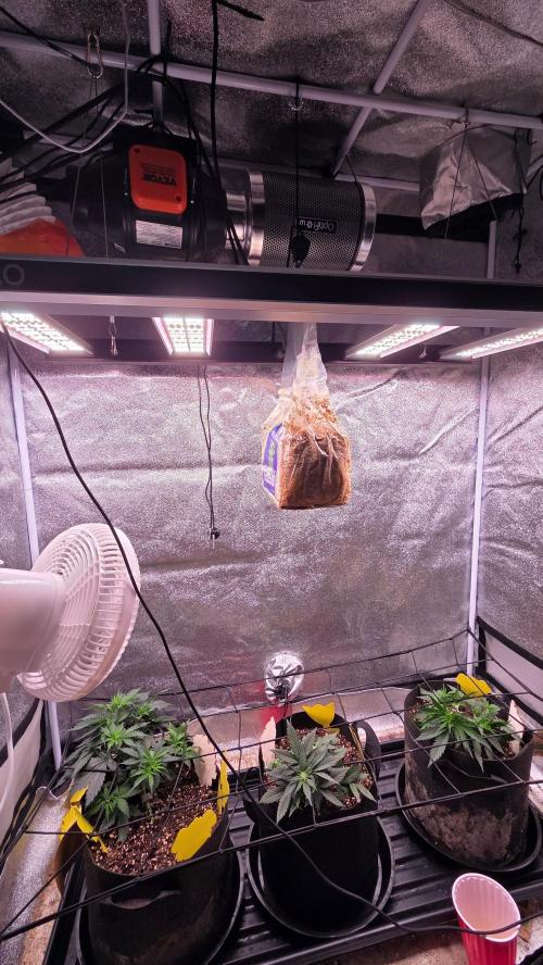 🍂 autumn #2 🍂. Week 5