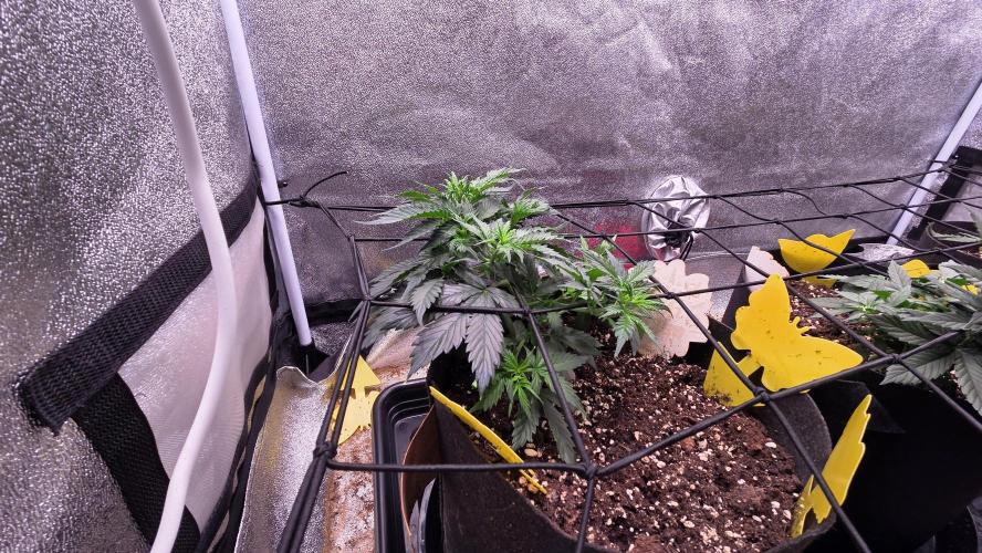 🍂 autumn #2 🍂. Week 5