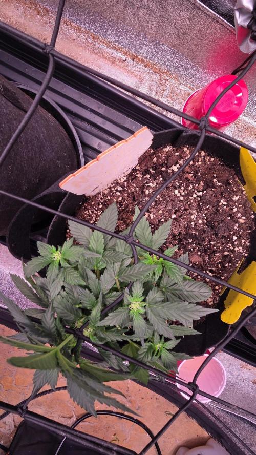 🍂 autumn #2 🍂. Week 5