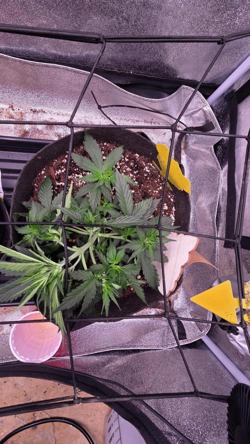 🍂 autumn #2 🍂. Week 5