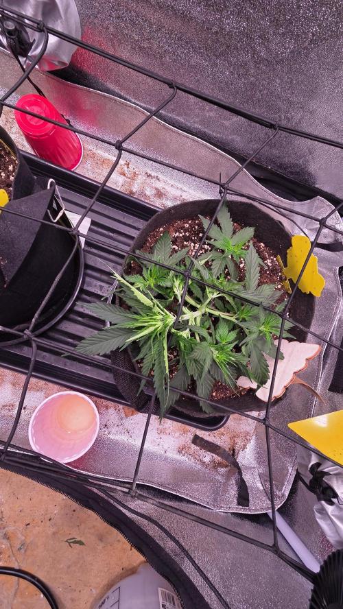 🍂 autumn #2 🍂. Week 5