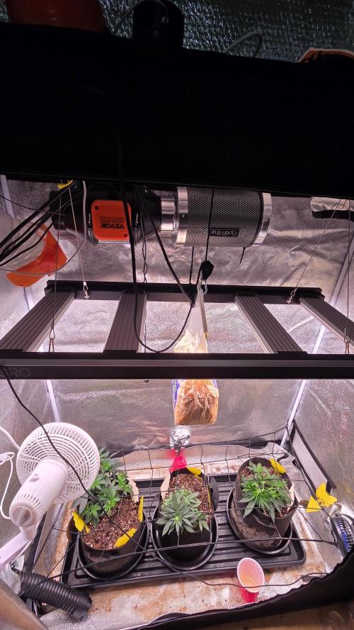 🍂 autumn #2 🍂. Week 5