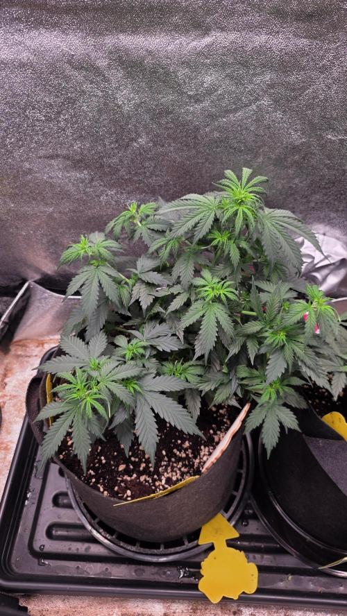 🍂 autumn #2 🍂. Week 6