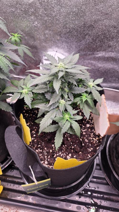 🍂 autumn #2 🍂. Week 6