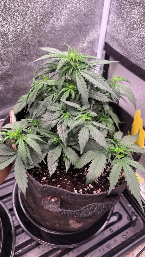 🍂 autumn #2 🍂. Week 6