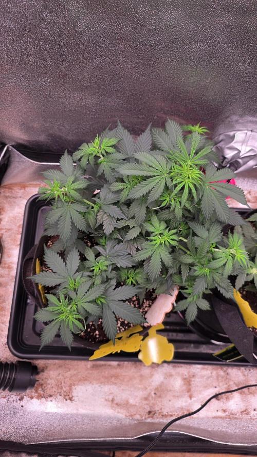 🍂 autumn #2 🍂. Week 6