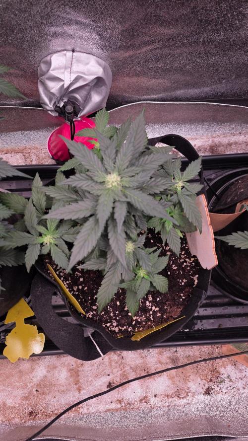 🍂 autumn #2 🍂. Week 6