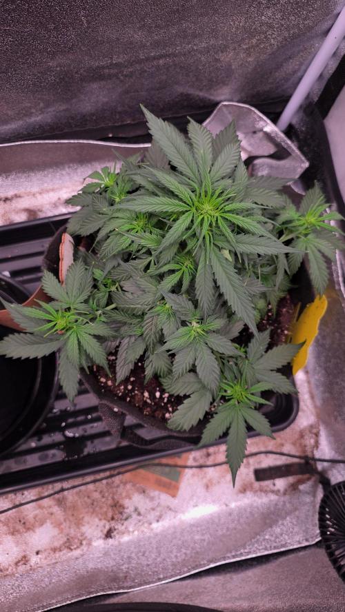 🍂 autumn #2 🍂. Week 6