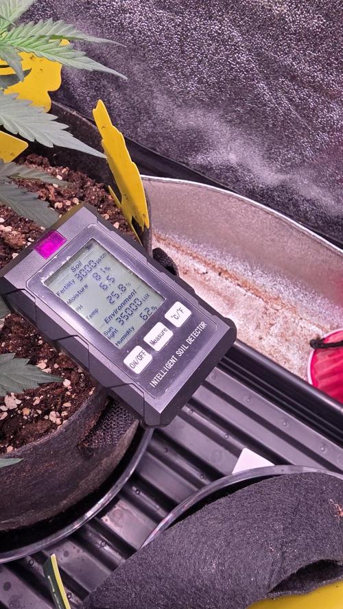 🍂 autumn #2 🍂. Week 6