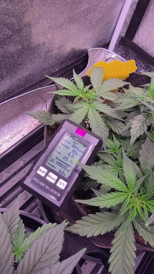 🍂 autumn #2 🍂. Week 6